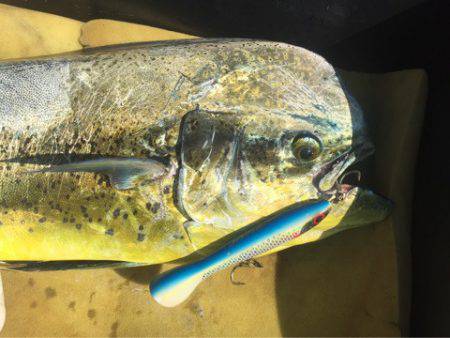 「LaGooN」蒼陽丸 日和号 釣果