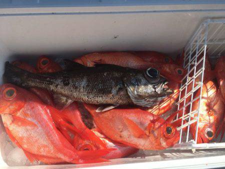 ＴＡＲＯＭＡＲＵ 釣果