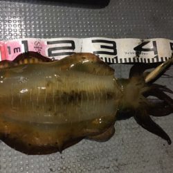 エヌスタイル 釣果