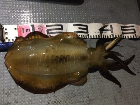 エヌスタイル 釣果