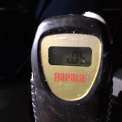 エヌスタイル 釣果