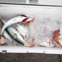 渡船屋たにぐち 釣果