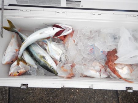 渡船屋たにぐち 釣果