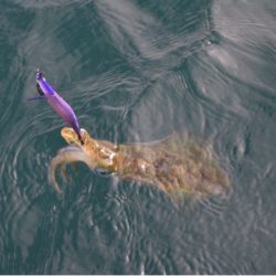 渡船屋たにぐち 釣果