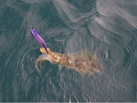 渡船屋たにぐち 釣果