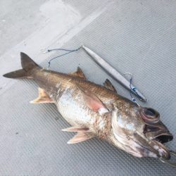 ＴＡＲＯＭＡＲＵ 釣果