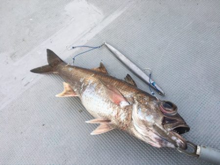 ＴＡＲＯＭＡＲＵ 釣果