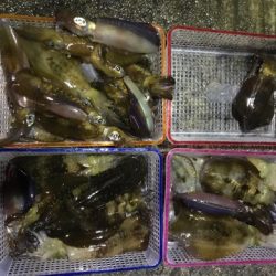 まるいち丸 ZERO-1 釣果