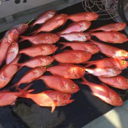 ＴＡＲＯＭＡＲＵ 釣果