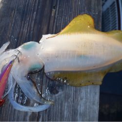 渡船屋たにぐち 釣果