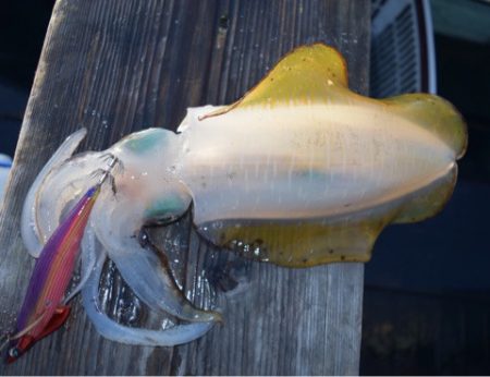 渡船屋たにぐち 釣果