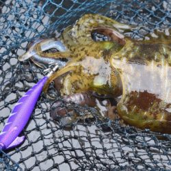 渡船屋たにぐち 釣果