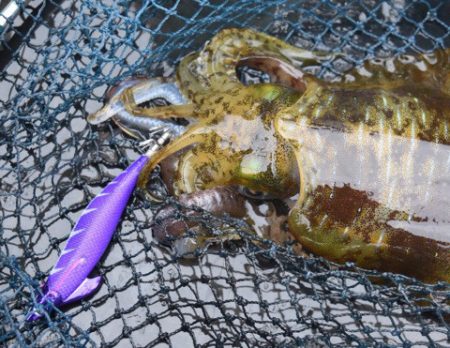 渡船屋たにぐち 釣果