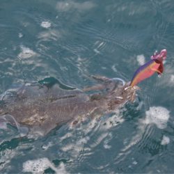 渡船屋たにぐち 釣果