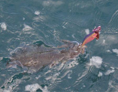 渡船屋たにぐち 釣果