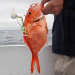 渡船屋たにぐち 釣果