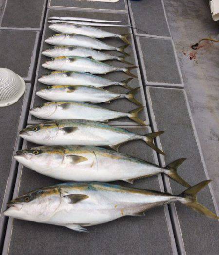 SeaRide(シーライド) 釣果