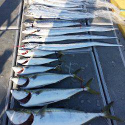 SeaRide(シーライド) 釣果