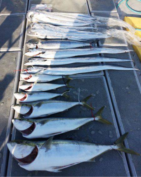 SeaRide(シーライド) 釣果