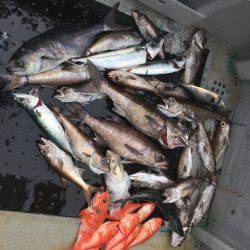 ＴＡＲＯＭＡＲＵ 釣果