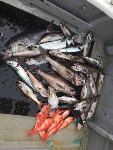 ＴＡＲＯＭＡＲＵ 釣果