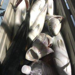 第二八坂丸 釣果