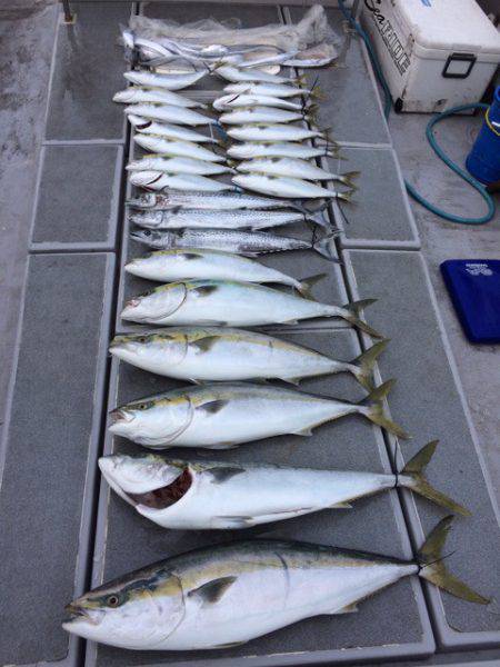 SeaRide(シーライド) 釣果