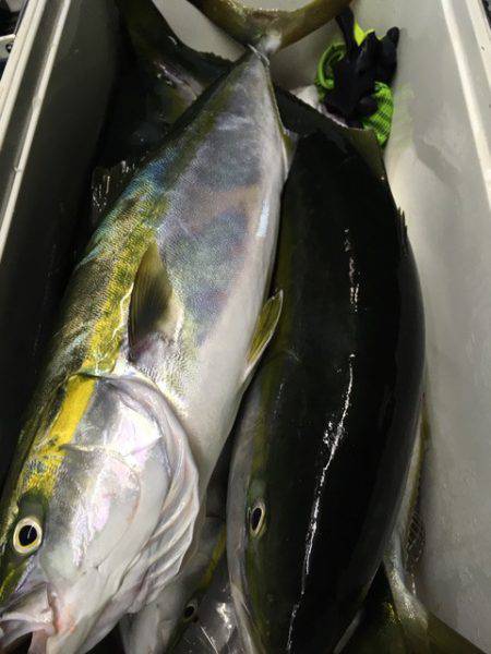 第二八坂丸 釣果