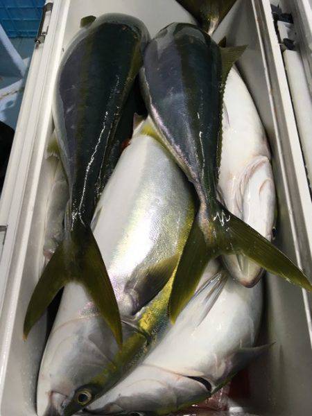 第二八坂丸 釣果