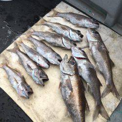 ＴＡＲＯＭＡＲＵ 釣果