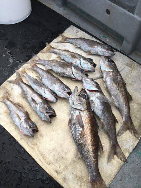 ＴＡＲＯＭＡＲＵ 釣果