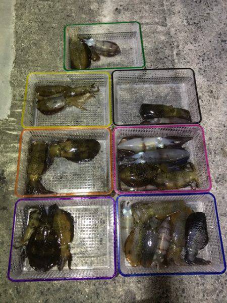 まるいち丸 ZERO-1 釣果