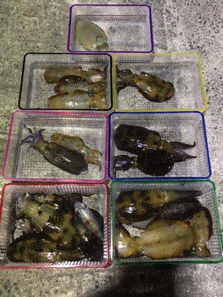 まるいち丸 ZERO-1 釣果