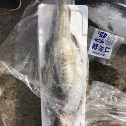 シーランチ 釣果