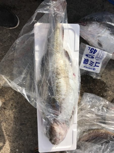 シーランチ 釣果