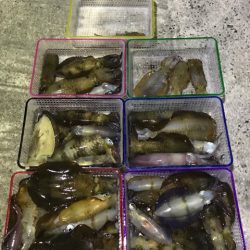 まるいち丸 ZERO-1 釣果