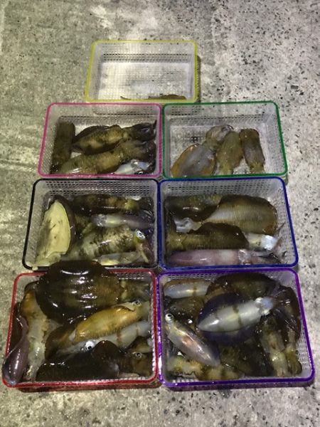 まるいち丸 ZERO-1 釣果