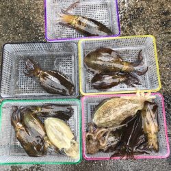 まるいち丸 ZERO-1 釣果