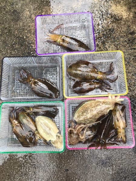 まるいち丸 ZERO-1 釣果