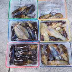 まるいち丸 ZERO-1 釣果