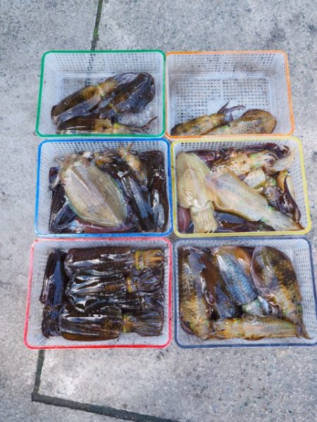 まるいち丸 ZERO-1 釣果