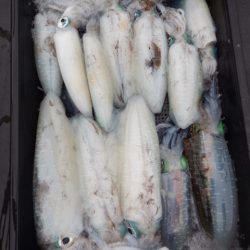 渡船屋たにぐち 釣果