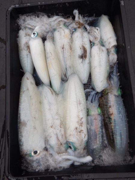 渡船屋たにぐち 釣果