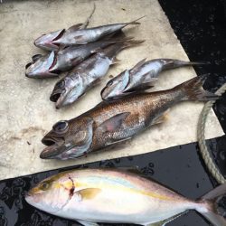 ＴＡＲＯＭＡＲＵ 釣果