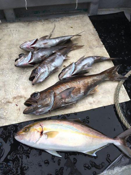 ＴＡＲＯＭＡＲＵ 釣果