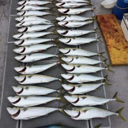 SeaRide(シーライド) 釣果