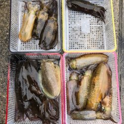 まるいち丸 ZERO-1 釣果