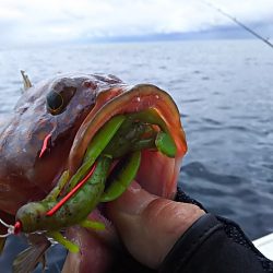 光生丸 釣果