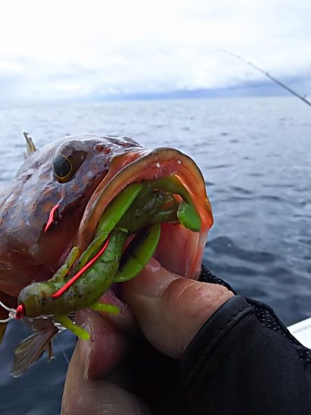 光生丸 釣果