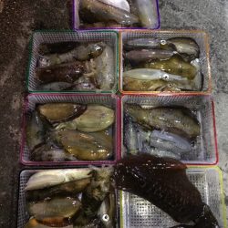 まるいち丸 ZERO-1 釣果